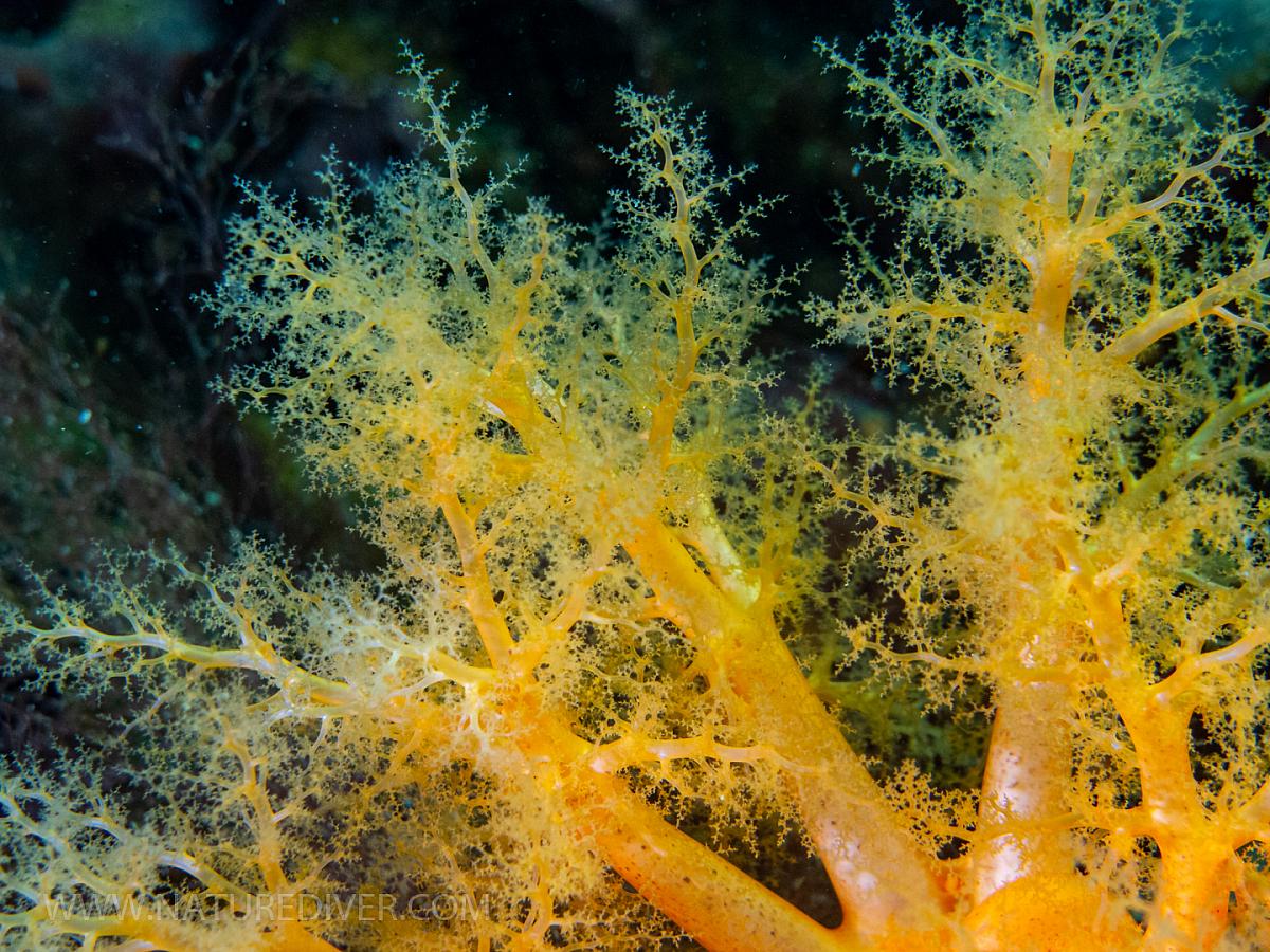 Orange Sea Cucumber (Cucumaria miniata)