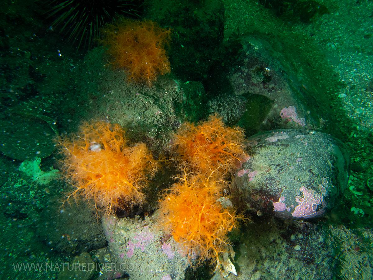 Orange Sea Cucumber