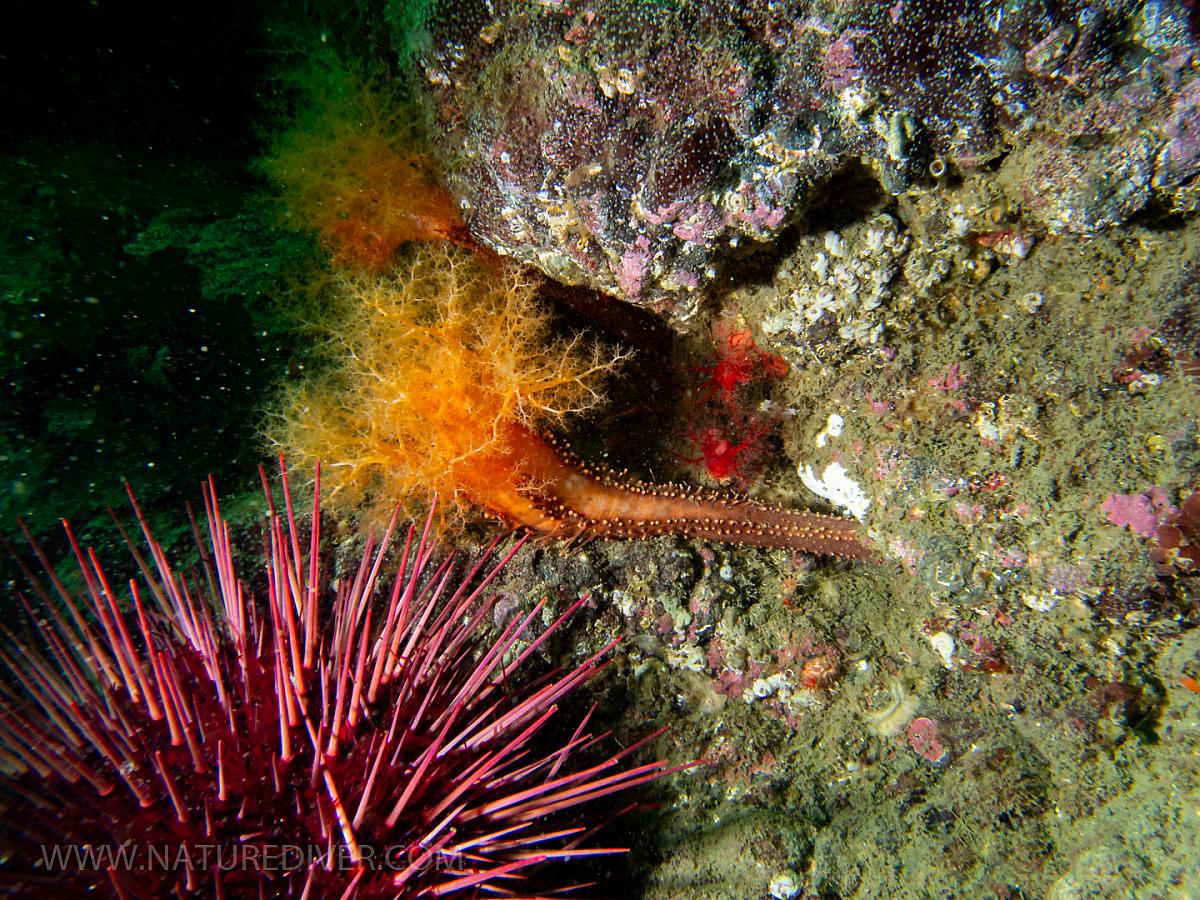 Orange Sea Cucumber (Cucumaria miniata)