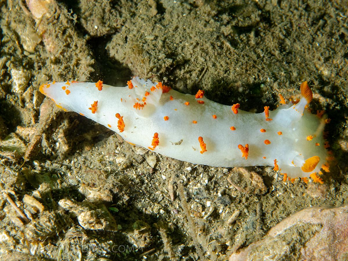 Clown Nudibranch (Triopha catalinae)