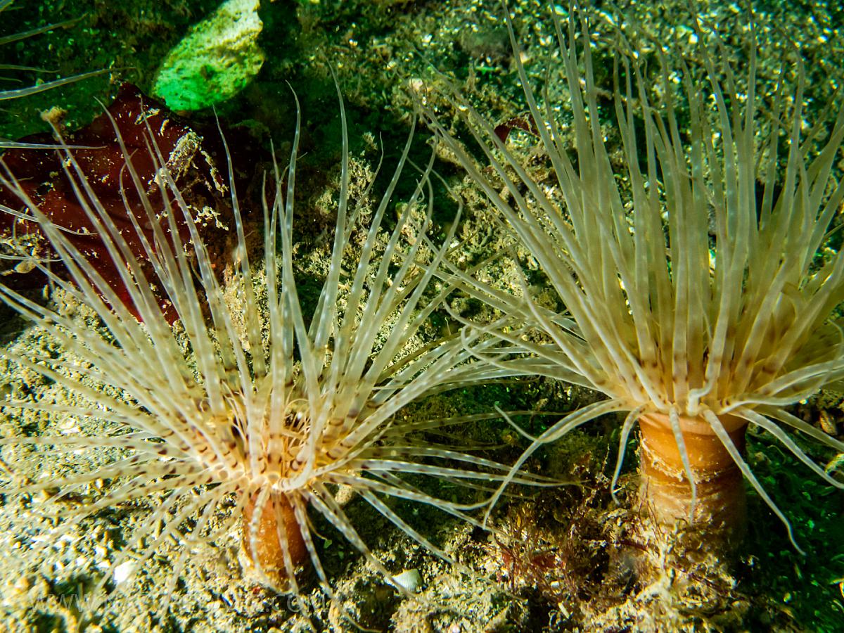 Tube-dwelling Anemone (Pachycerianthus fimbriatus)