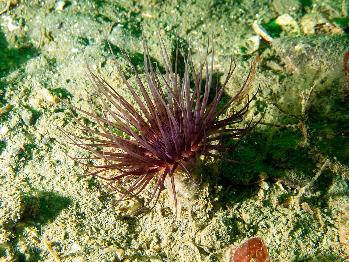 Tube-dwelling Anemone (Pachycerianthus fimbriatus)