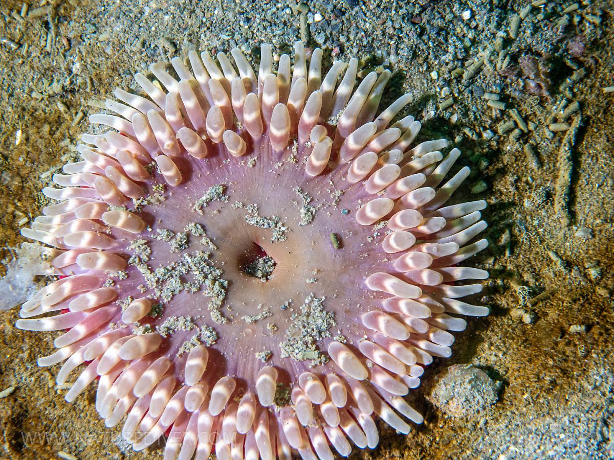 Stubby Rose Anemone (Urticina coriacea)