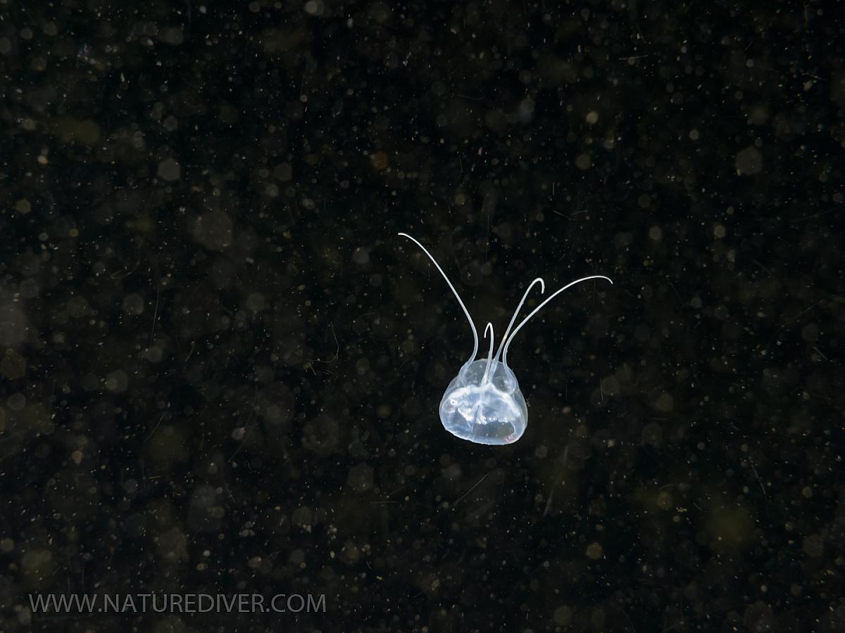 Four Tentacled Jelly (Aegina citrea)