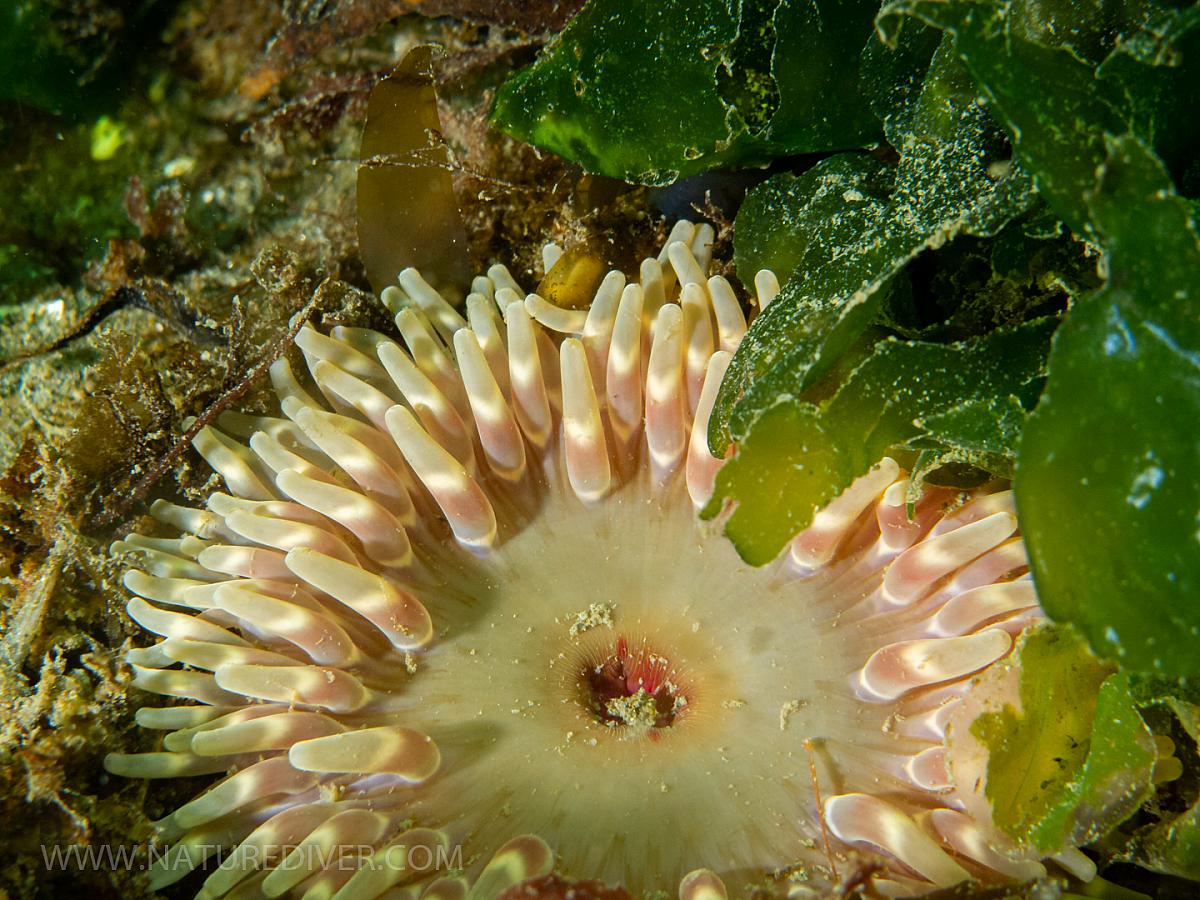 Stubby Rose Anemone (Urticina coriacea)