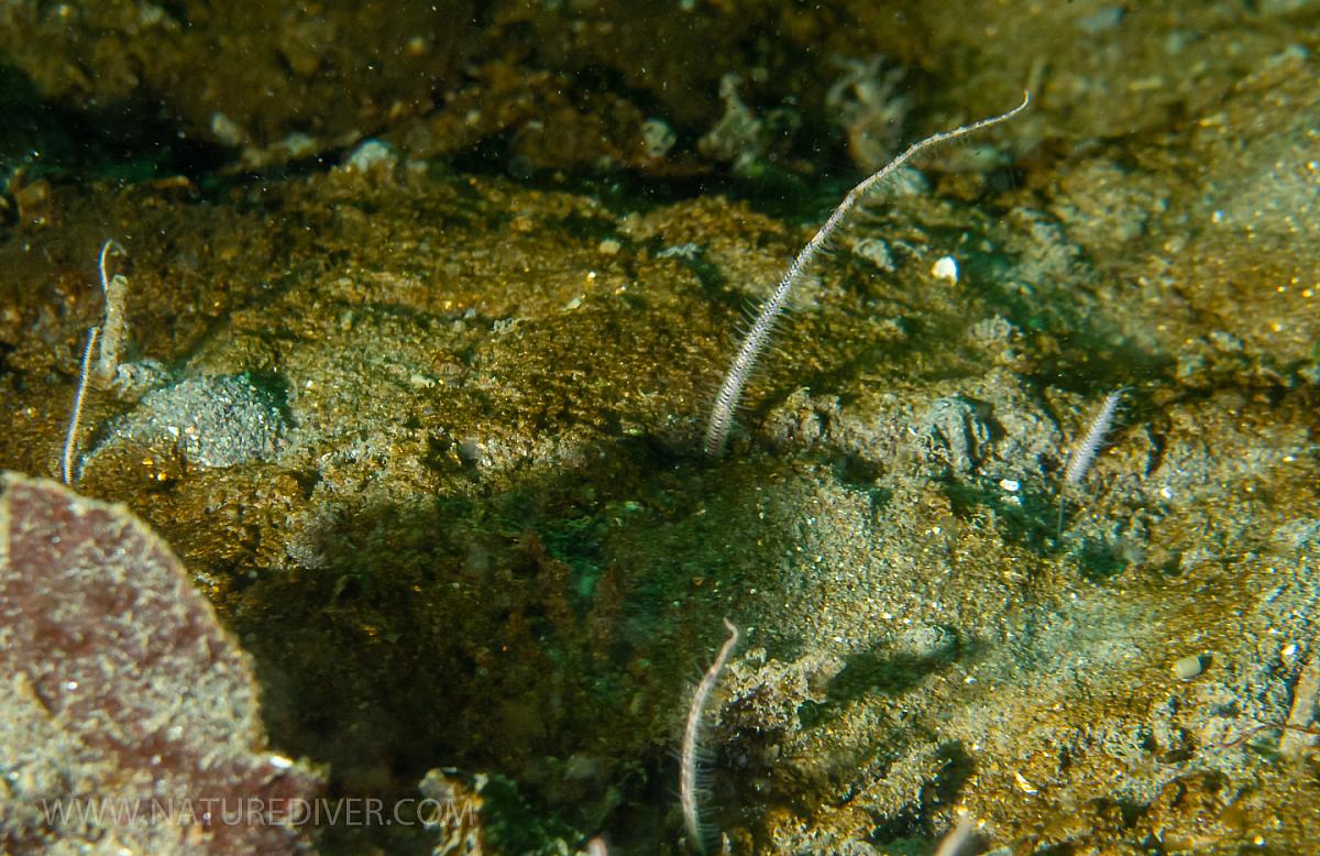 Burrowing Brittle Star (Amphiodia periercta)