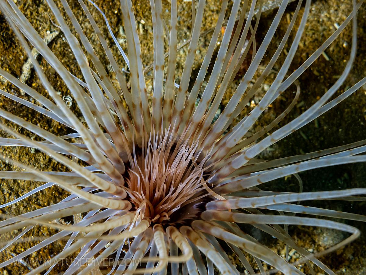 Tube-dwelling Anemone (Pachycerianthus fimbriatus)