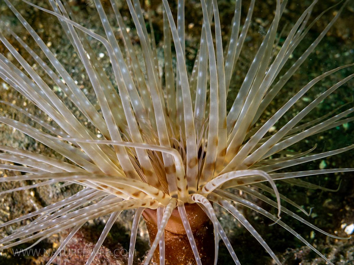 Tube-dwelling Anemone (Pachycerianthus fimbriatus)