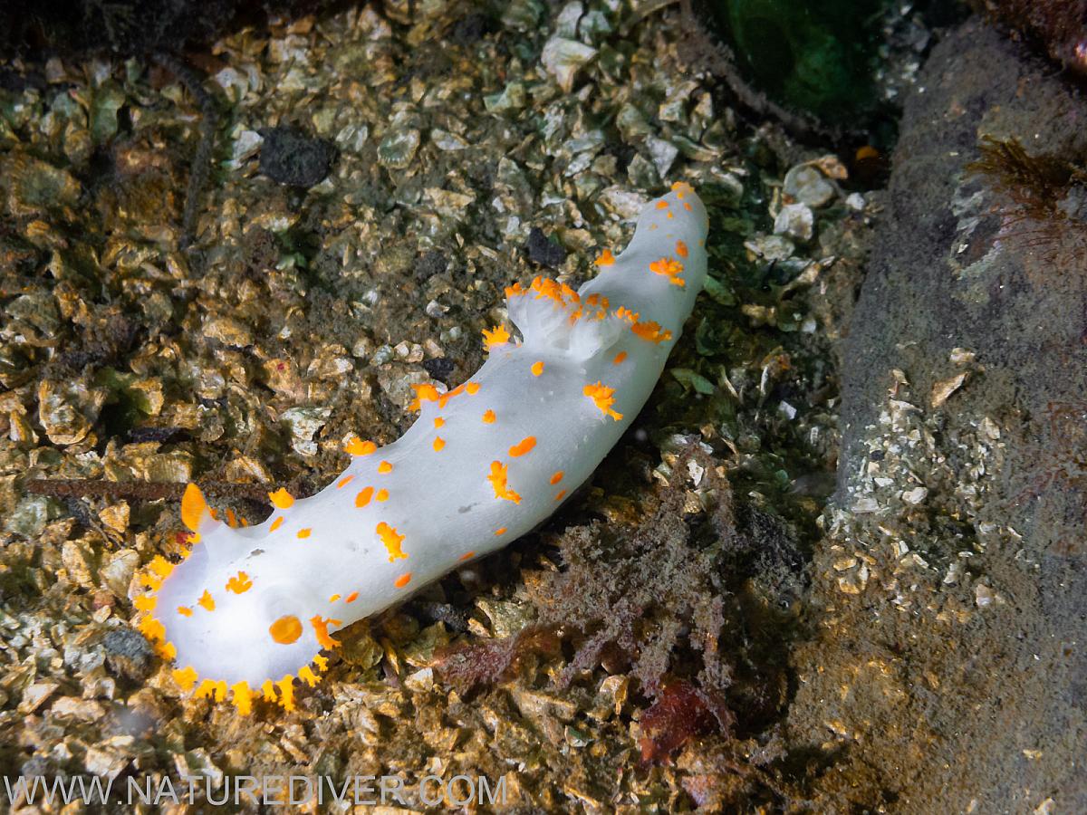 Clown Nudibranch