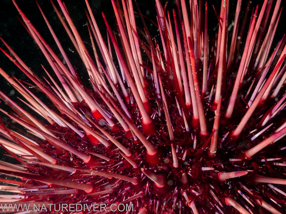 Red Sea Urchin