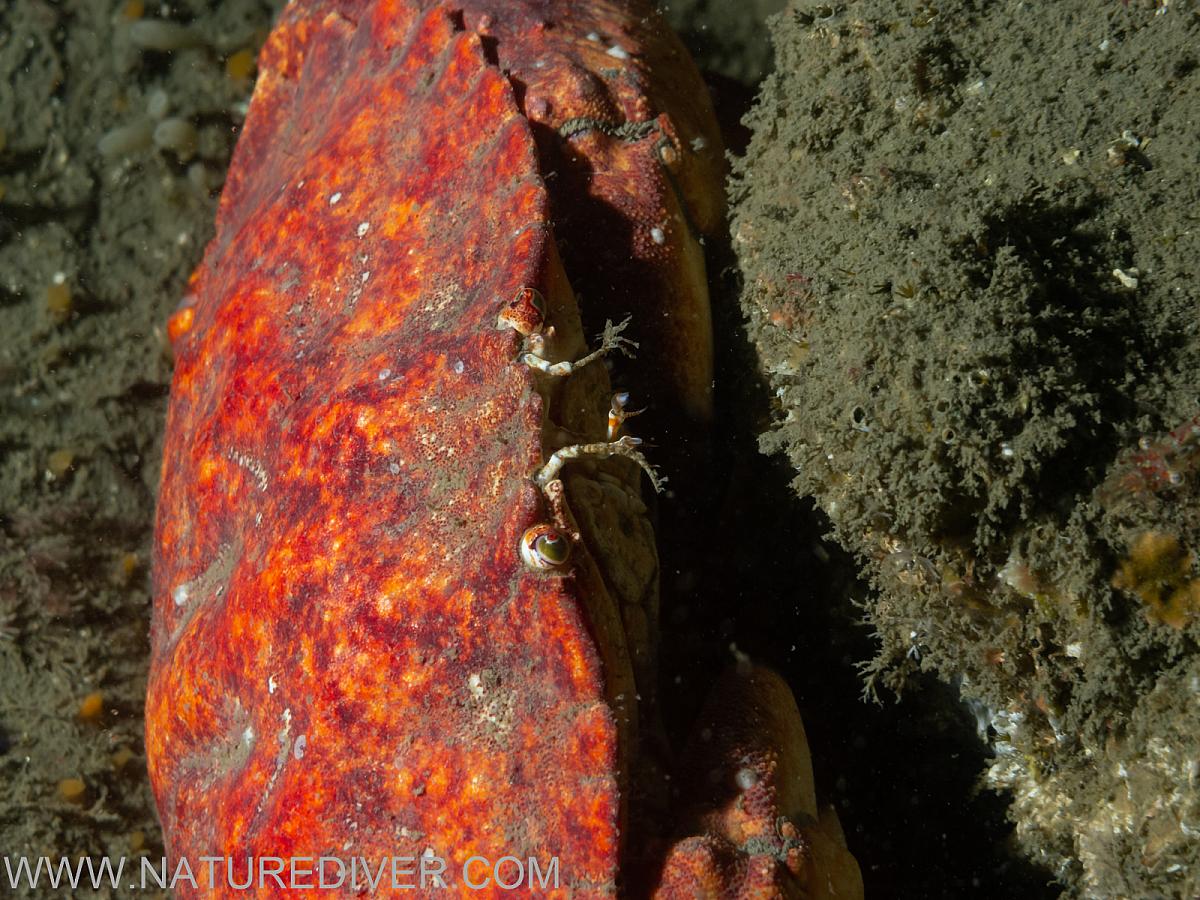 red rock crab