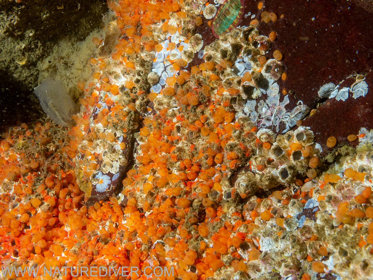 Orange Social Tunicates