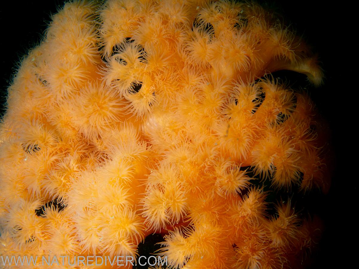 Plumose Anemone