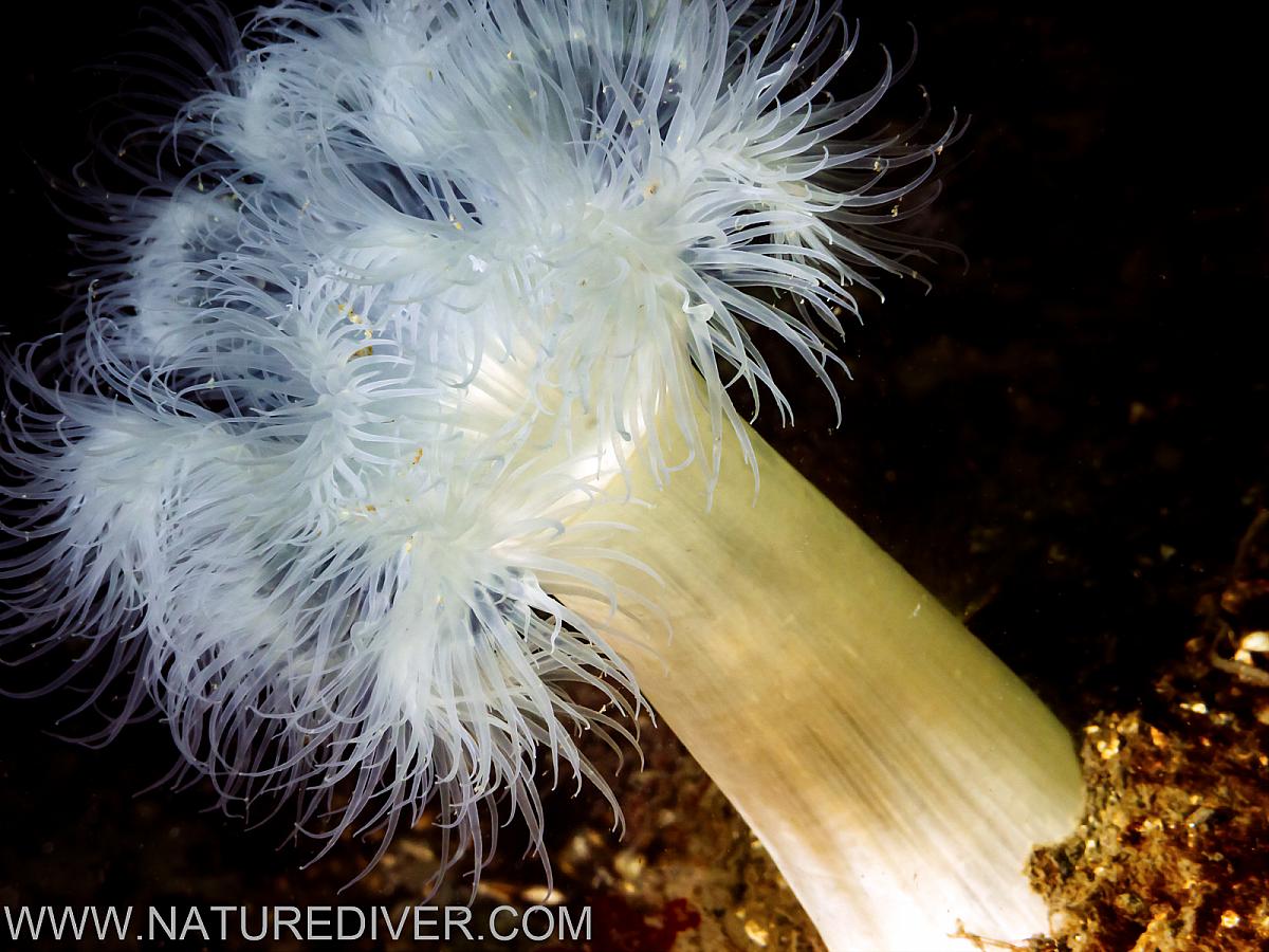 Plumose Anemone