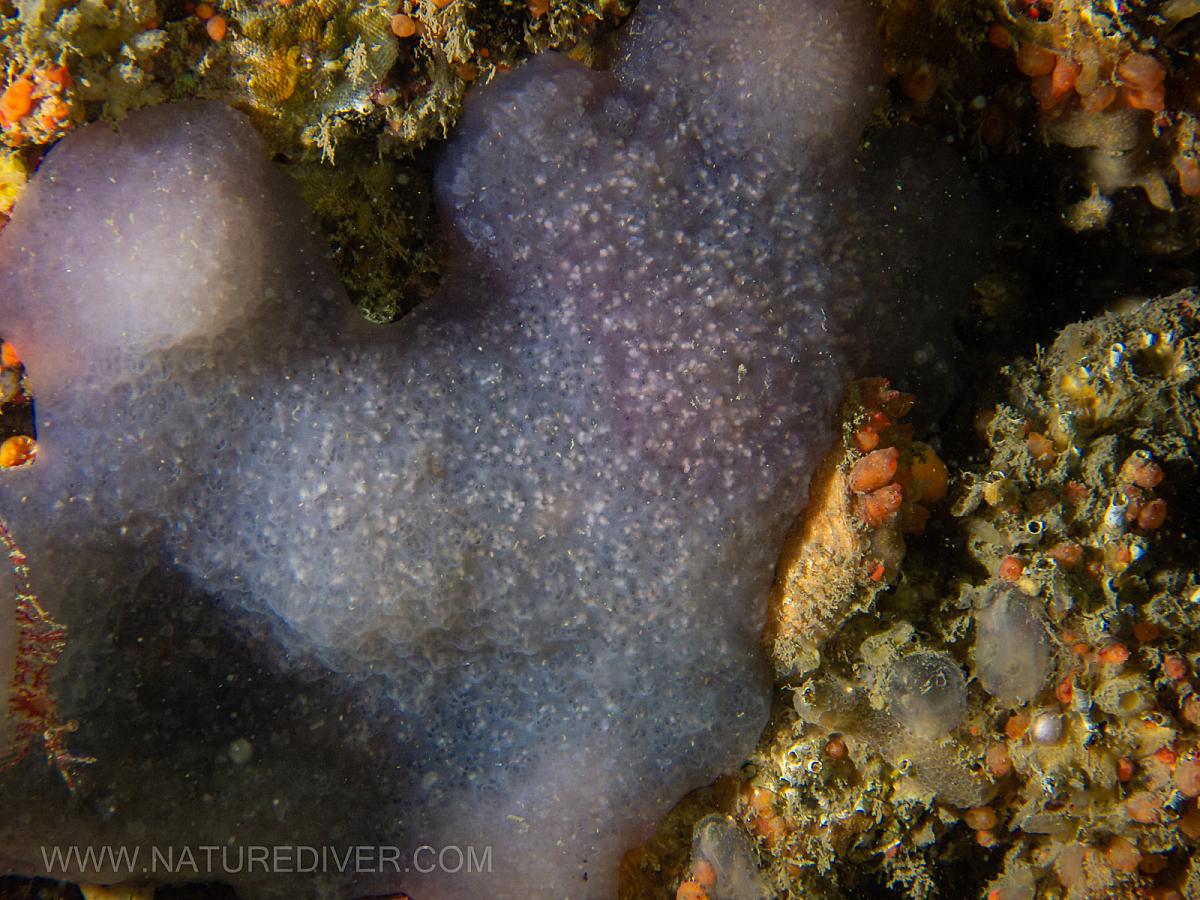 Mauve Lobed Compound Tunicate (Eudistoma purpuropunctatum)