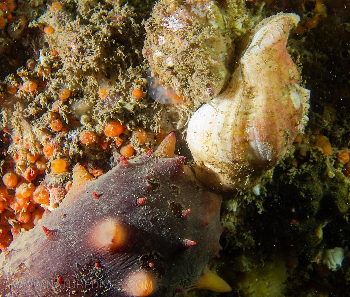 California Sea Cucumber (Parastichopus californicus)