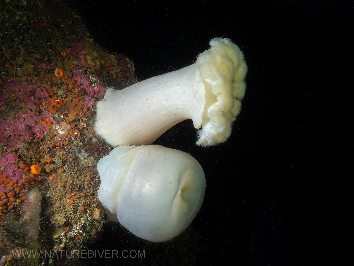 Giant Plumose Anemone (Metridium farcimen)