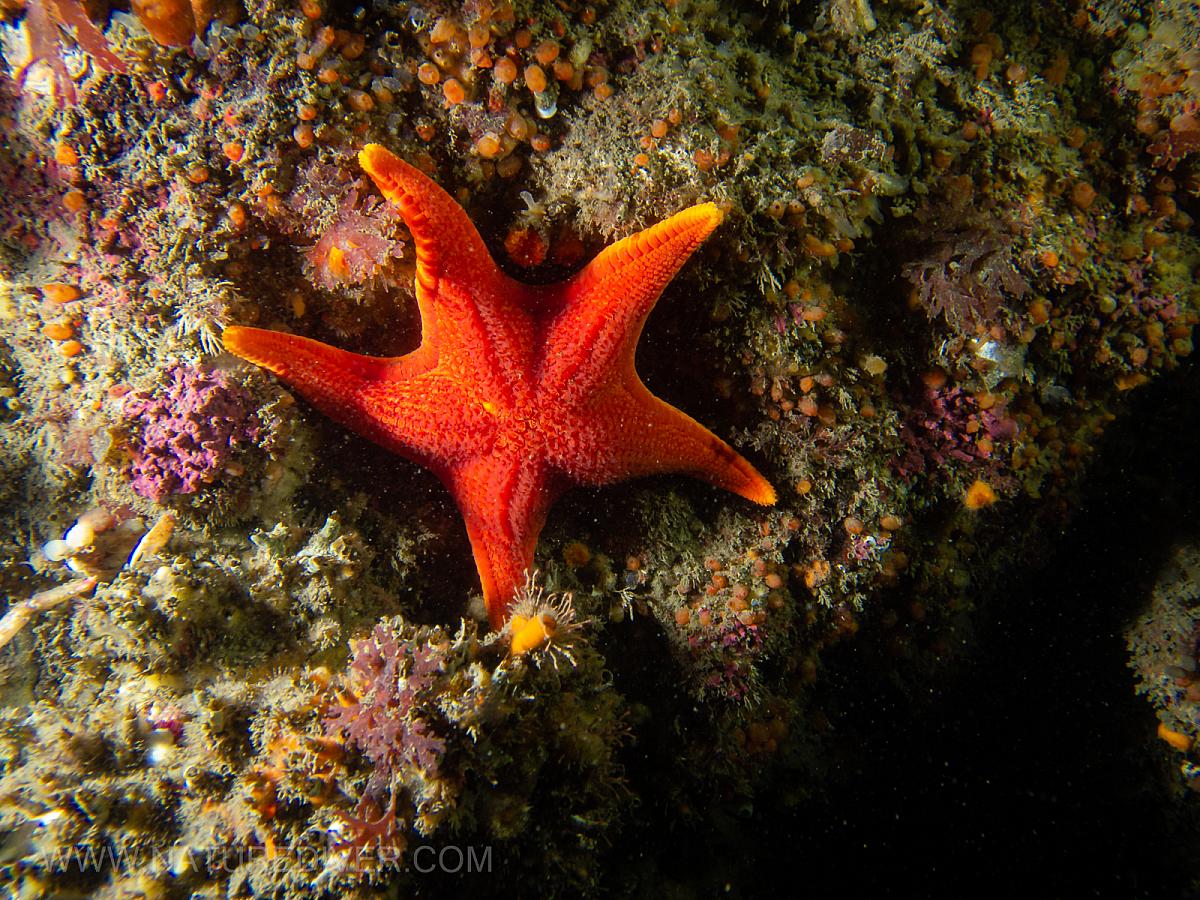 Vermilion Star (Mediaster aequalis)