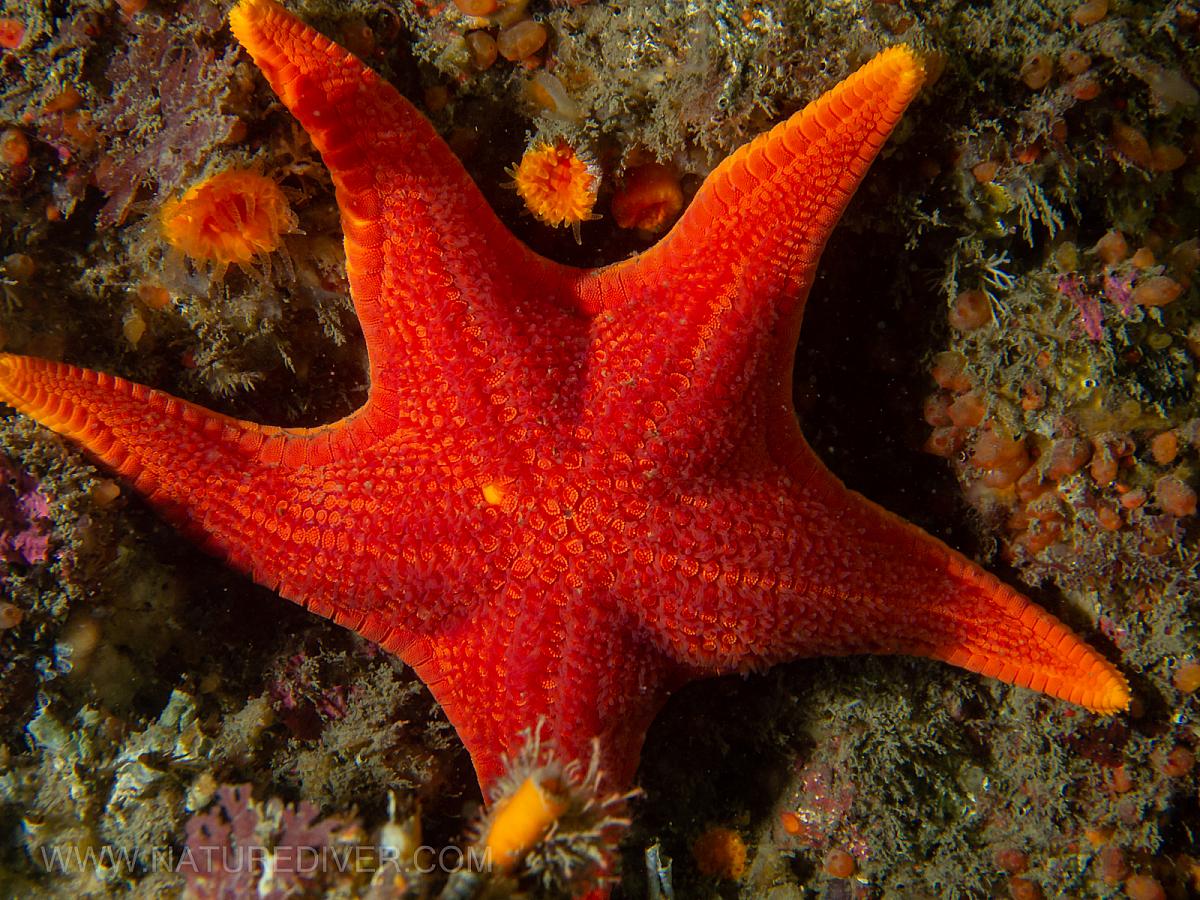 Vermilion Star (Mediaster aequalis)