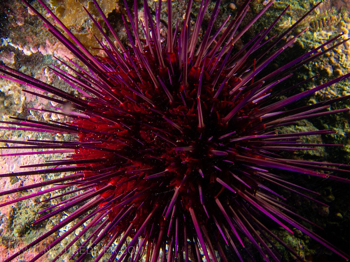 Red Sea Urchin (Strongylocentrotus franciscanus)