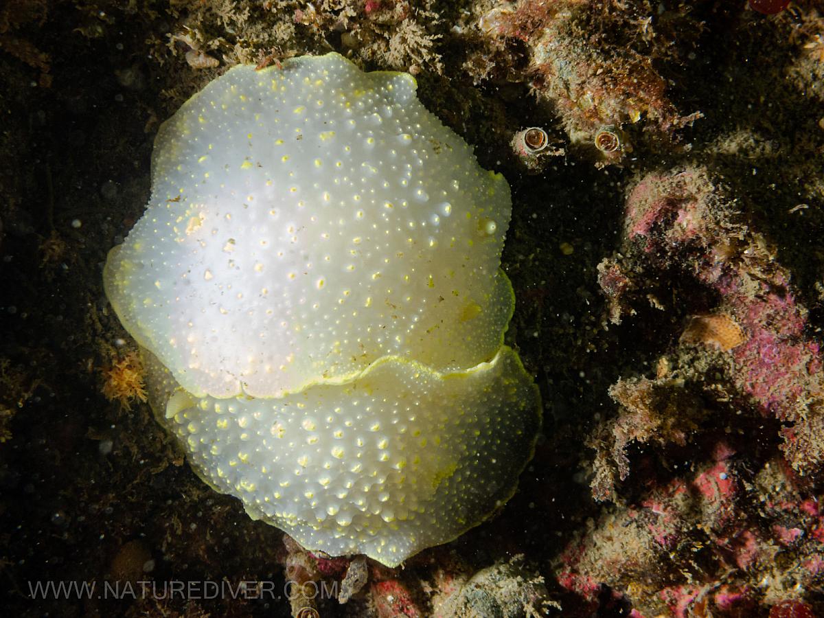 Yellow-Rimmed Nudibranch (Cadlina luteomarginata)