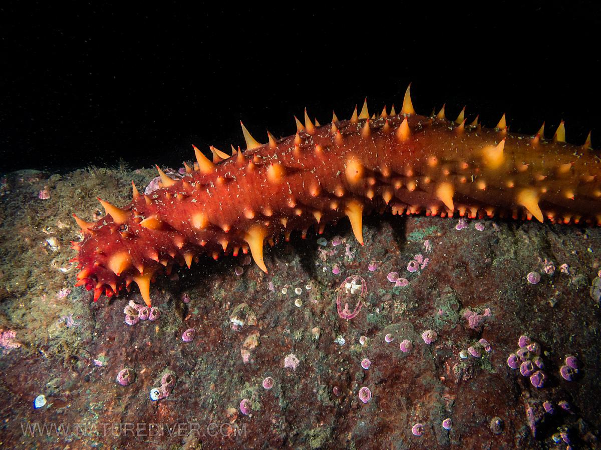 California Sea Cucumber (Parastichopus californicus)