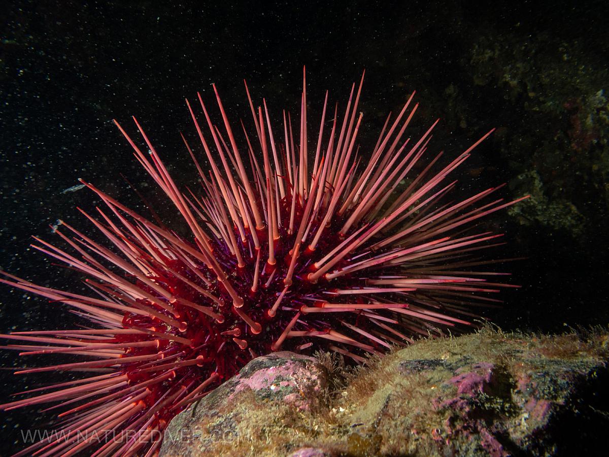 Red Sea Urchin (Strongylocentrotus franciscanus)