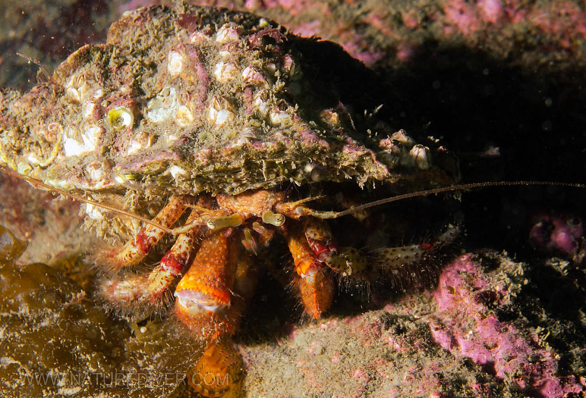 Bering Hermit Crab (Pagurus beringanus)