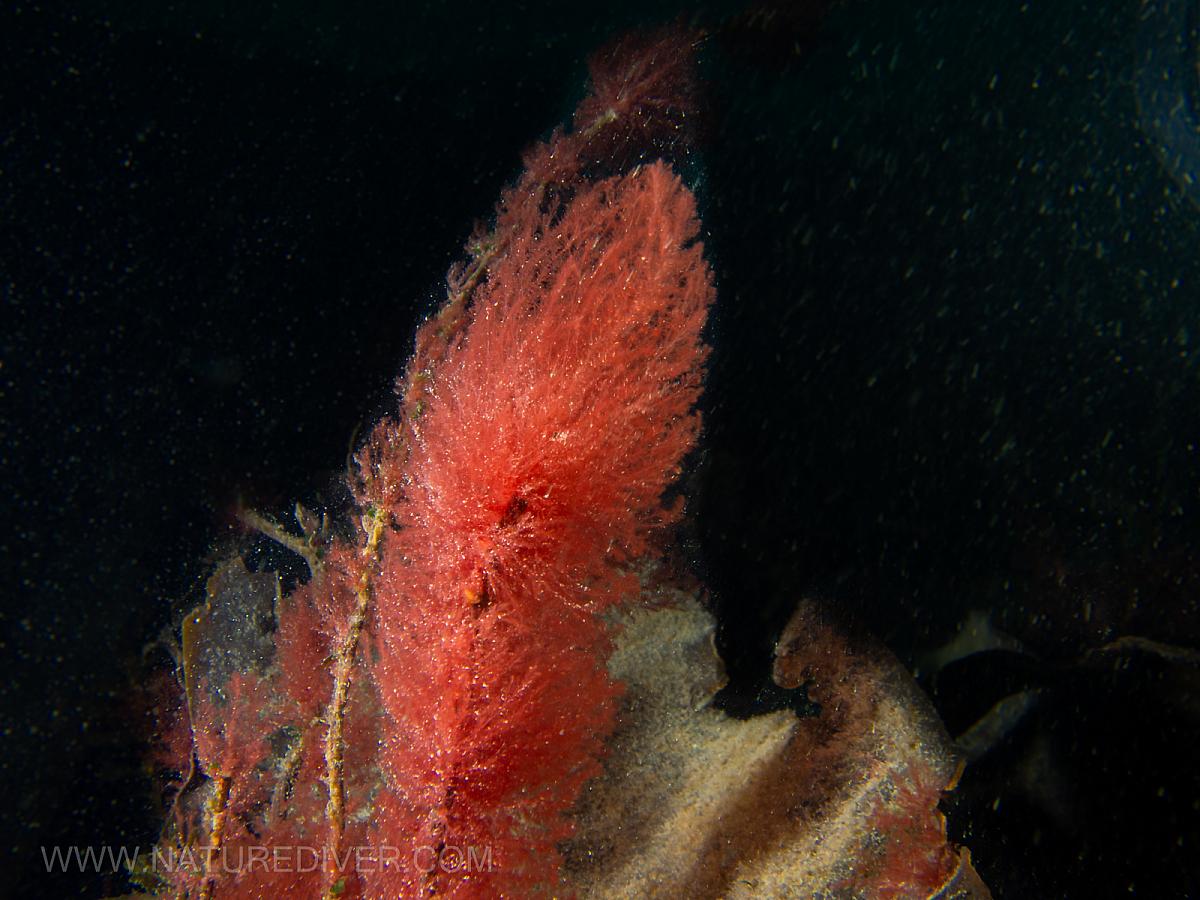 Red Algae sp