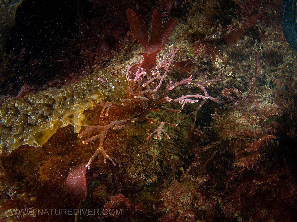 Coral Leaf Seaweed (Bossiella spp)