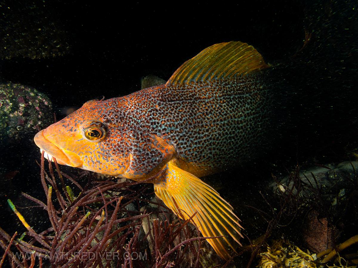 Kelp Greenling (Hexagrammos decagrammus)