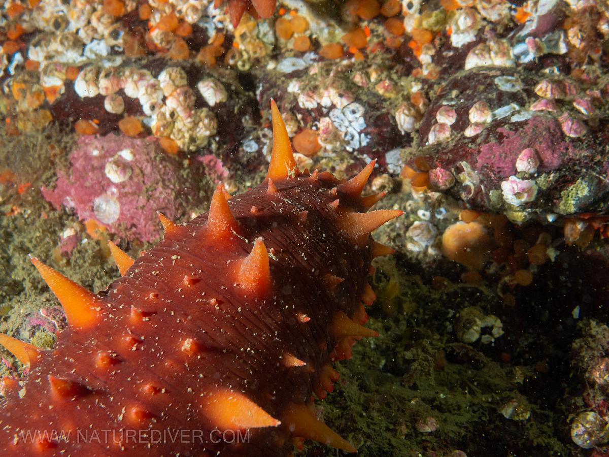 California Sea Cucumber (Parastichopus californicus)
