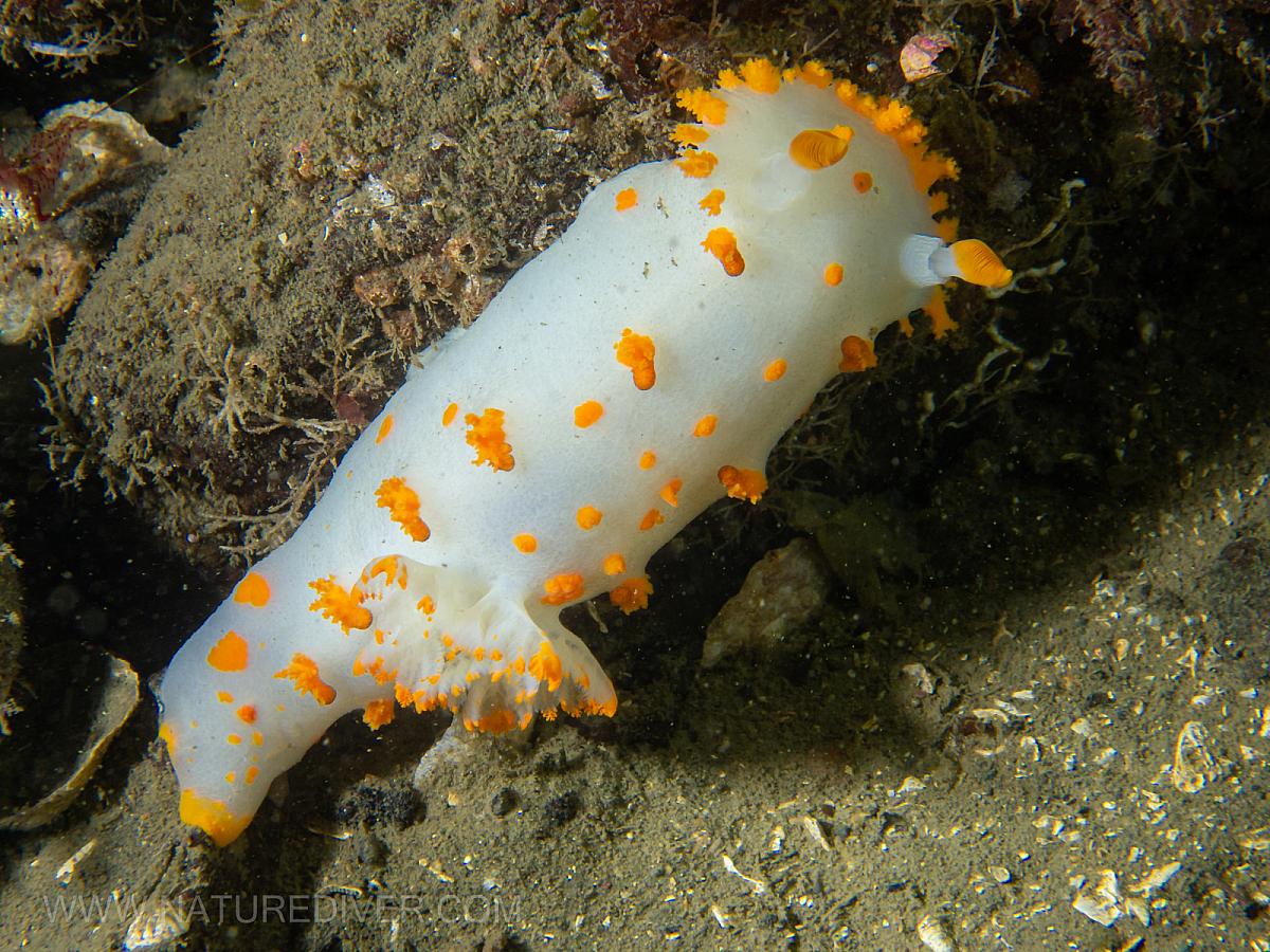 Clown Nudibranch (Triopha catalinae)