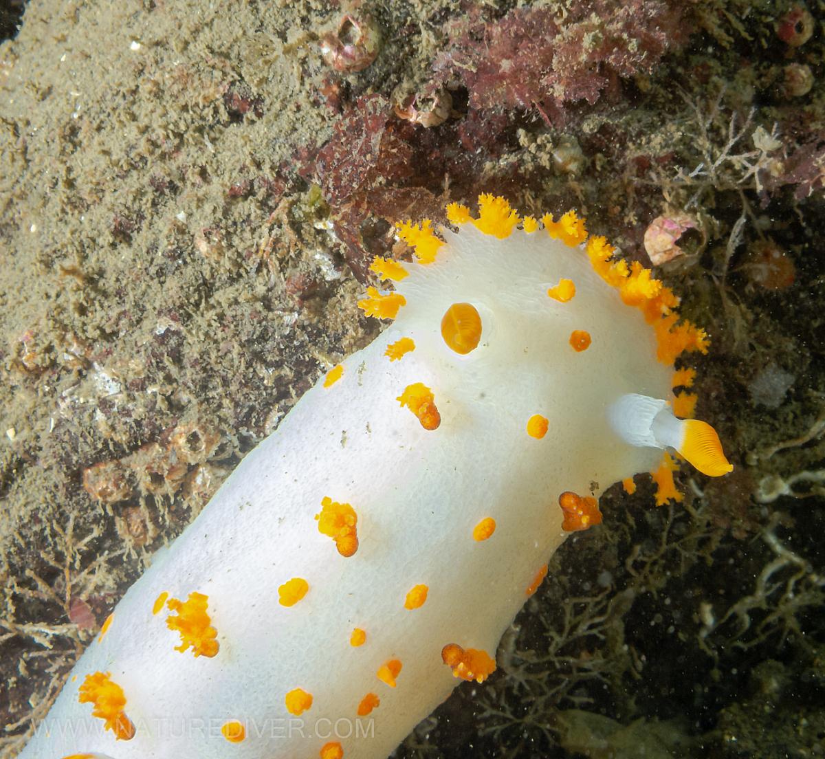 Clown Nudibranch (Triopha catalinae)