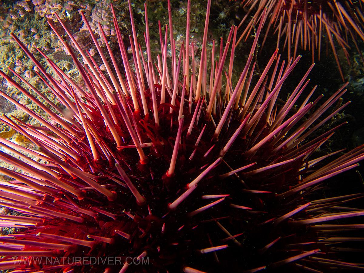 Red Sea Urchin (Strongylocentrotus franciscanus)