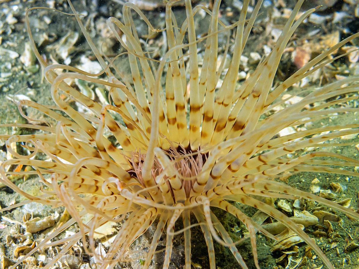 Tube Dwelling Anemone