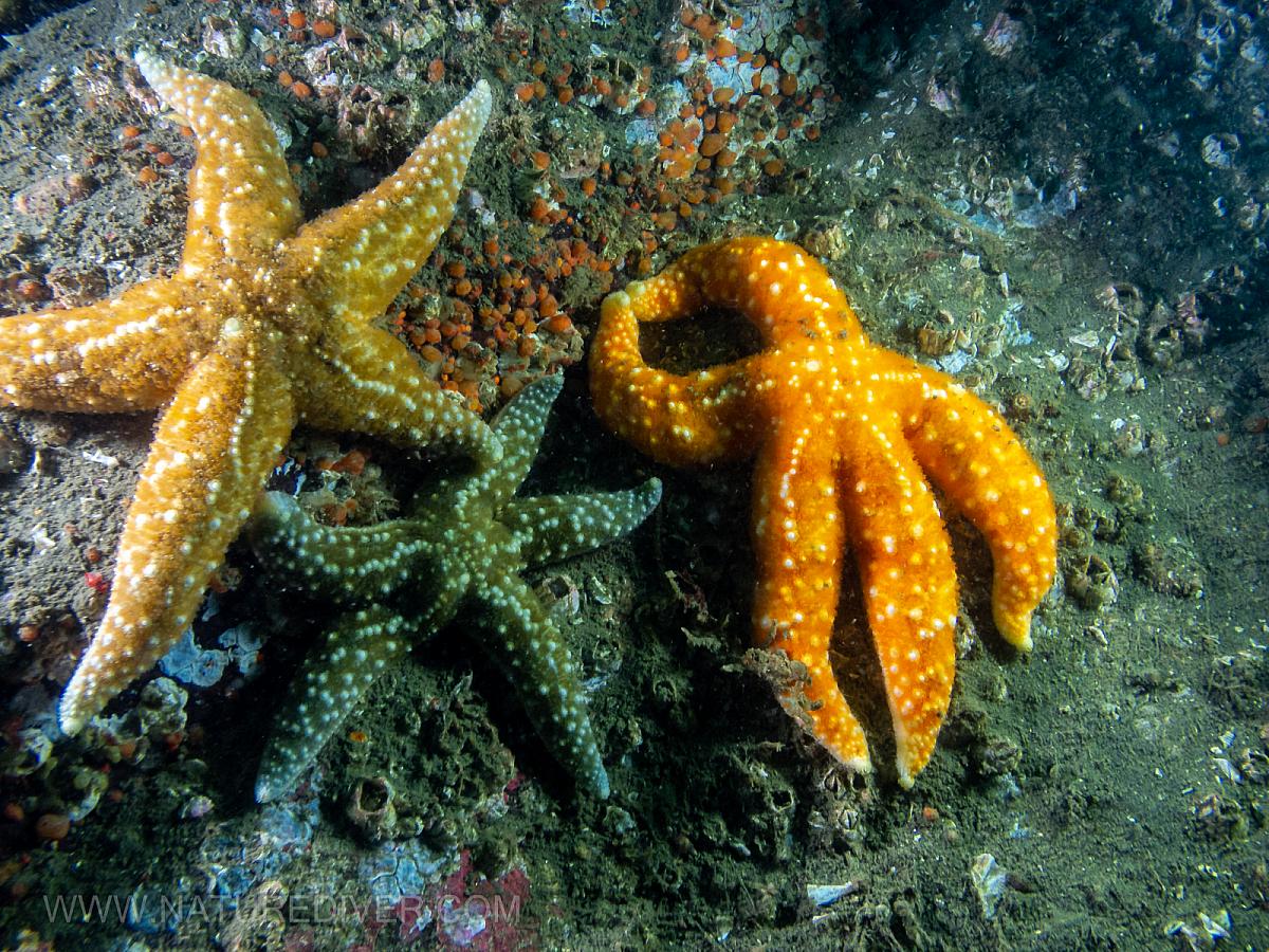 Ochre stars