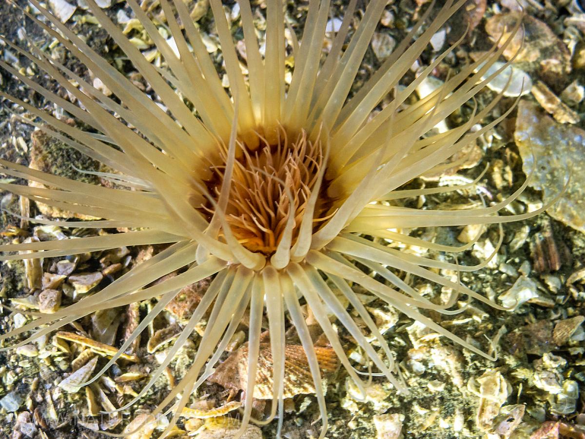 Tube Dwelling Anemone