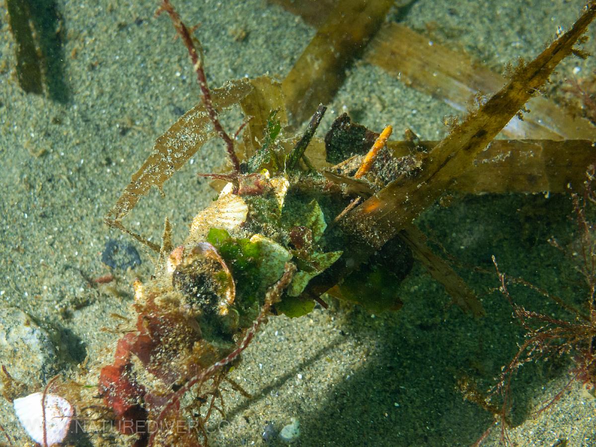 Brown intertidal spaghetti worm (Eupolymnia heterobranchia) casing