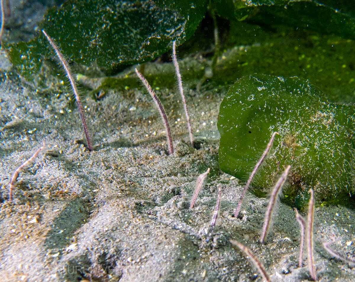 Burrowing Brittle Star (Amphiodia periercta). Most of the star is burried with on arms protruding.