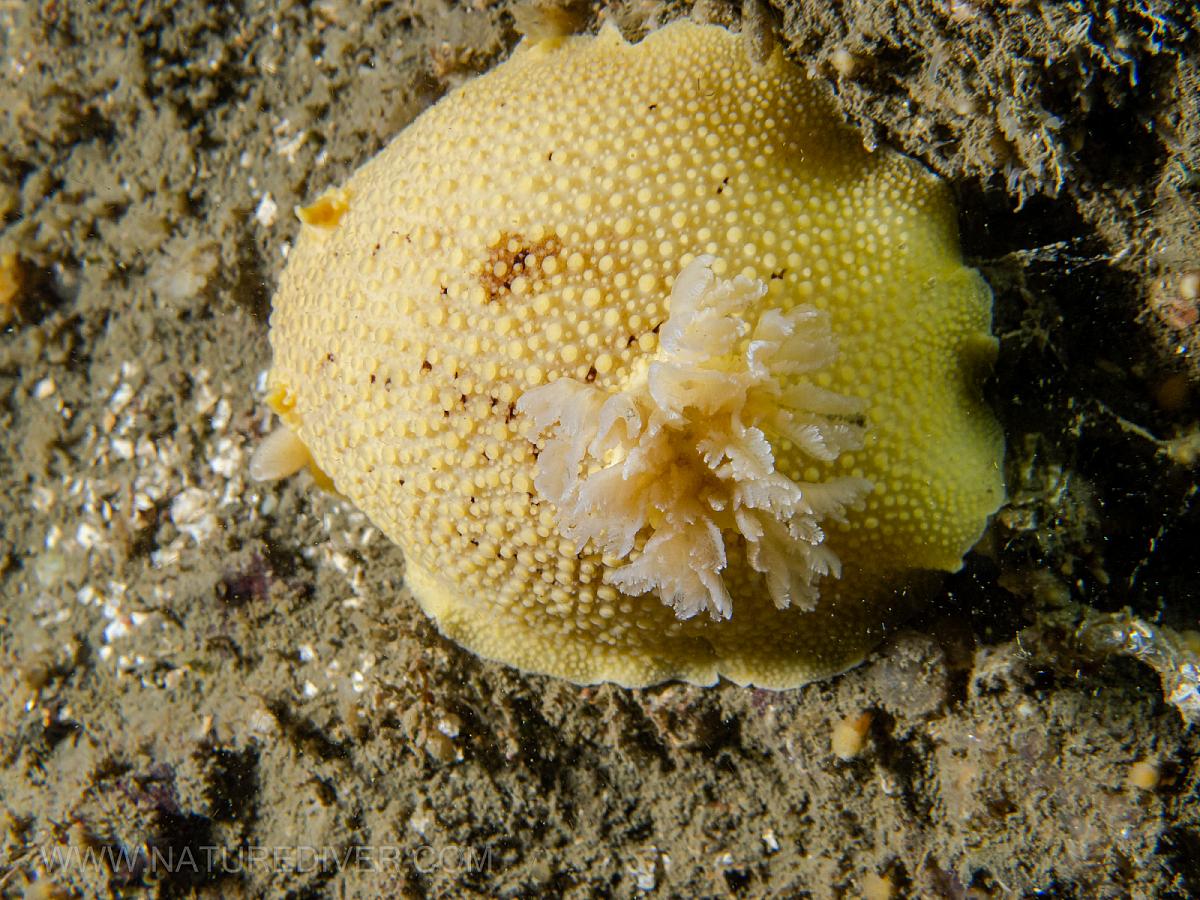 Heath's Dorid (Geitodoris heathi)