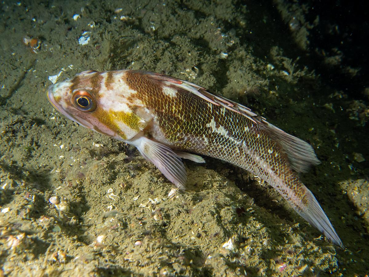 Copper Rockfish (Sebastes caurinus)