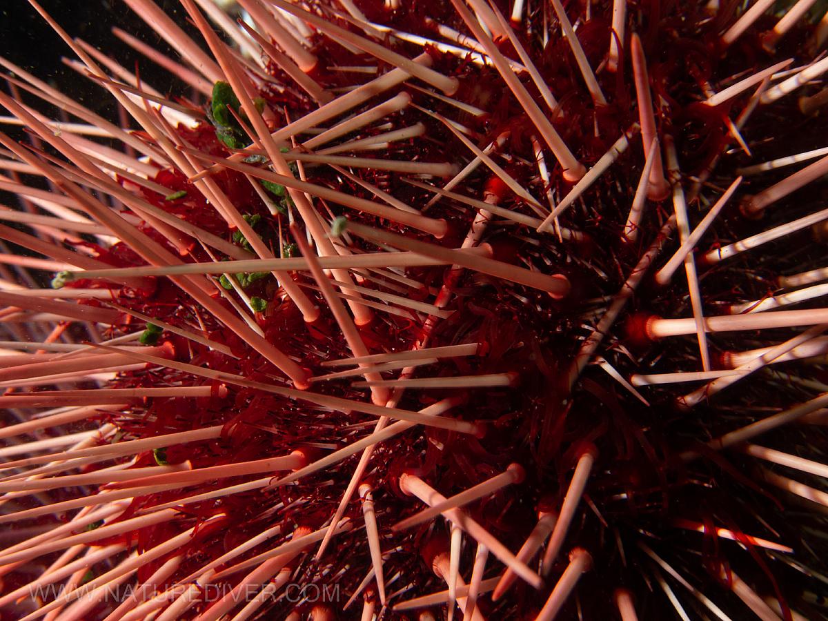 Red Sea Urchin (Strongylocentrotus franciscanus)