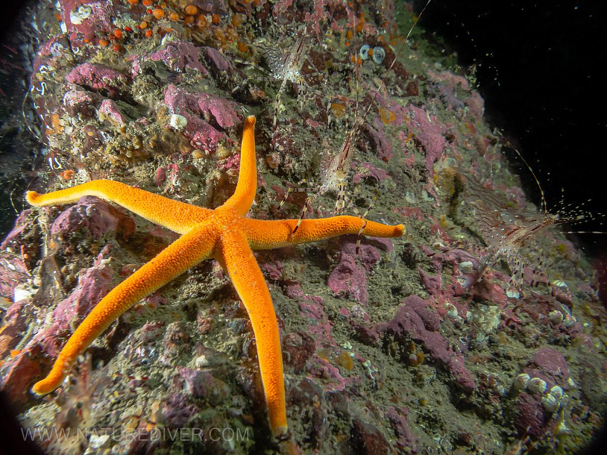 Blood Star (Hendricia leviuscula leviuscula) with Coonstripe Shrimp