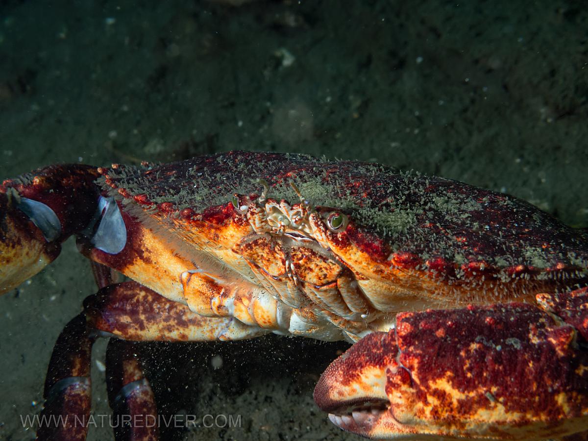 Red Rock Crab (Cancer productus)