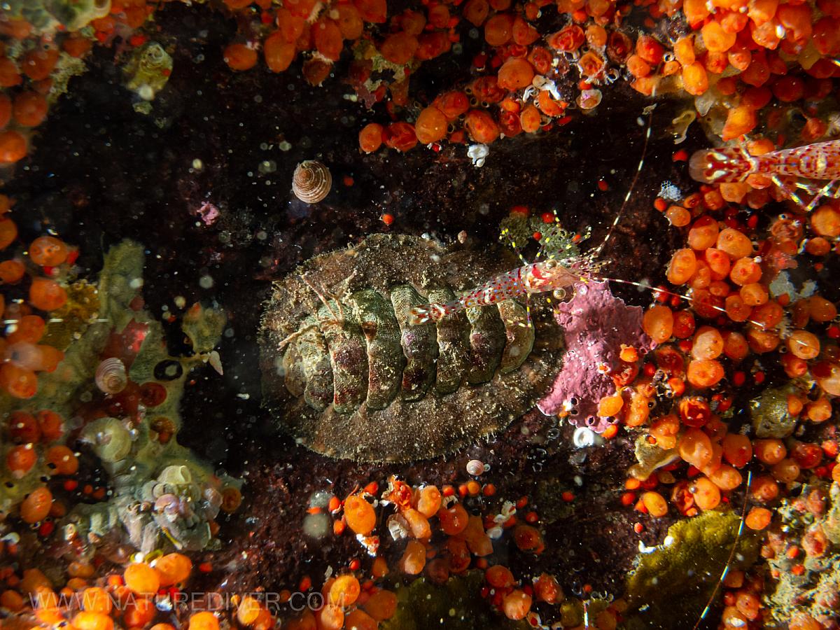 Rough Patch Shrimp  (Pandalus stenolepis) on unknown Chiton