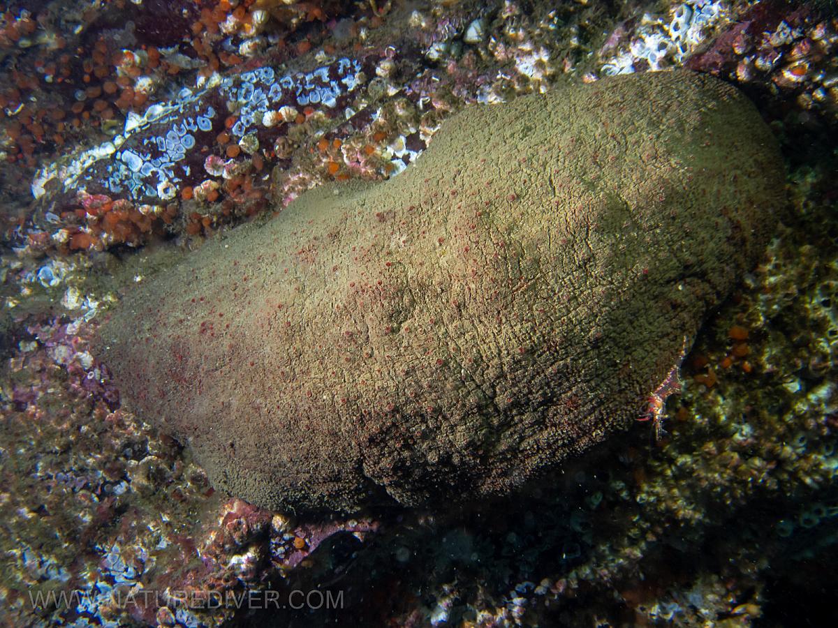 Gumboot Chiton