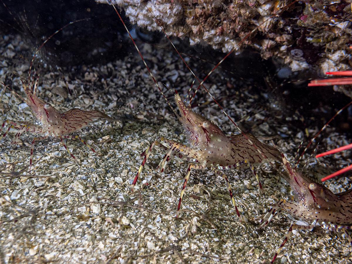 Coonstripe Shrimp (Pandalus danae)