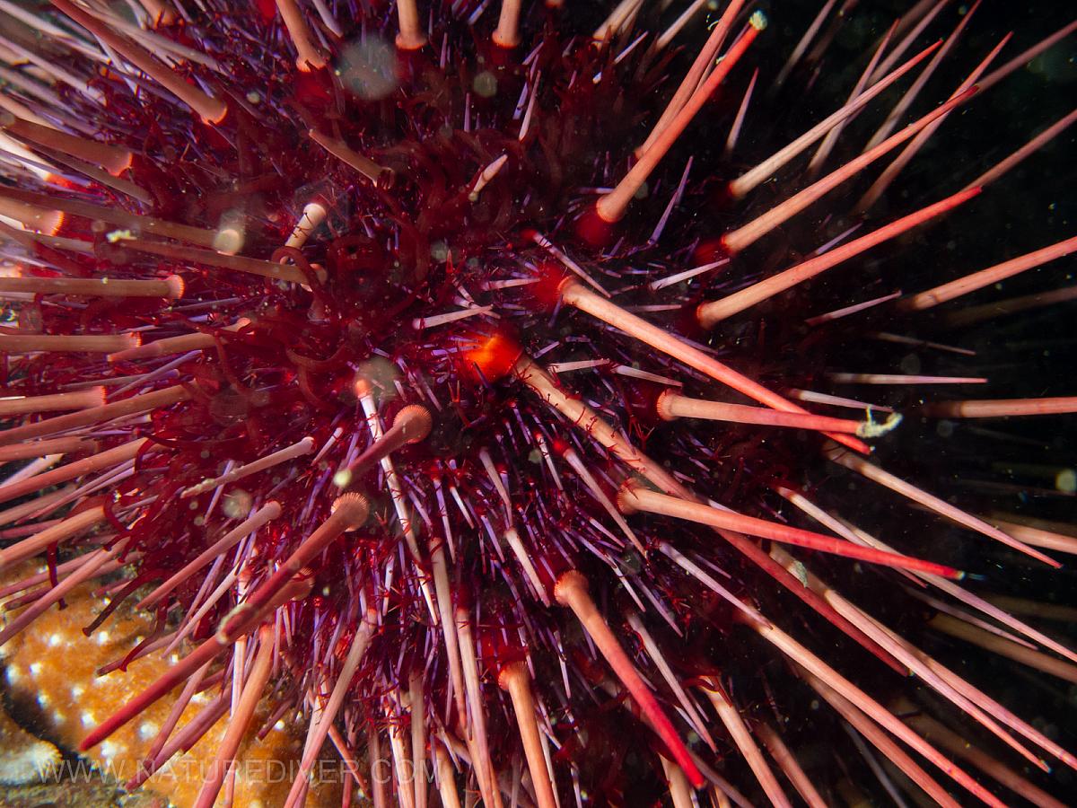 Red Sea Urchin (Strongylocentrotus franciscanus)