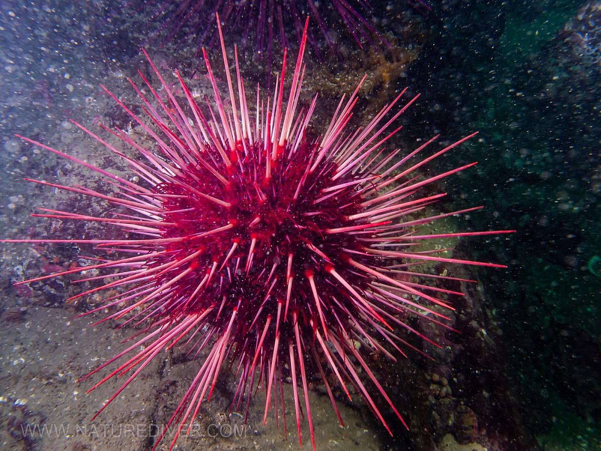 Red Sea Urchin (Strongylocentrotus franciscanus)